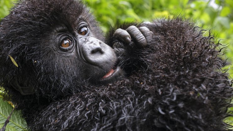 David Attenborough sieht die Intelligenz der Gorillas in ihren Augen gespiegelt.