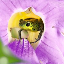 Wie im Märchen: So eine Orchidee ist ein formidables Versteck für einen Pfeilgiftfrosch.