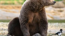 Gratwanderung: Die Doku kommt den Tieren nah und zeigt gleichzeitig die nötigen Grenzen auf.