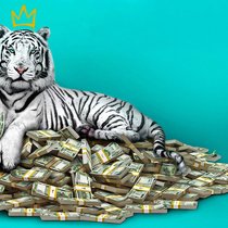 Aufstieg und Reichtum sind für Menschen wie Balram so selten wie ein weisser Tiger.