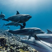 Ein Gruppe Grosse Tümmler schwimmen durch Korallenriffe im ägyptischen Teil des Roten Meeres.