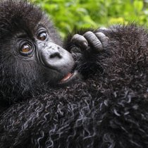 David Attenborough sieht die Intelligenz der Gorillas in ihren Augen gespiegelt.