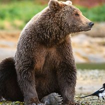 Gratwanderung: Die Doku kommt den Tieren nah und zeigt gleichzeitig die nötigen Grenzen auf.