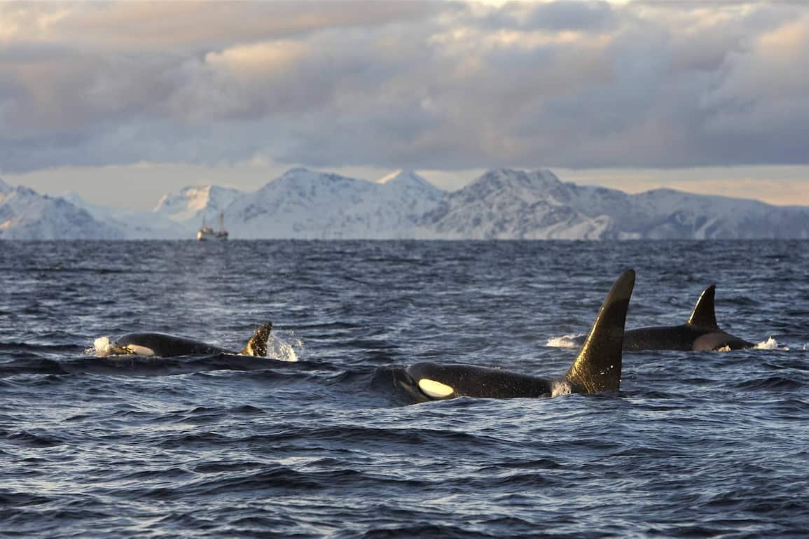 Expeditiionen ins Tierreich