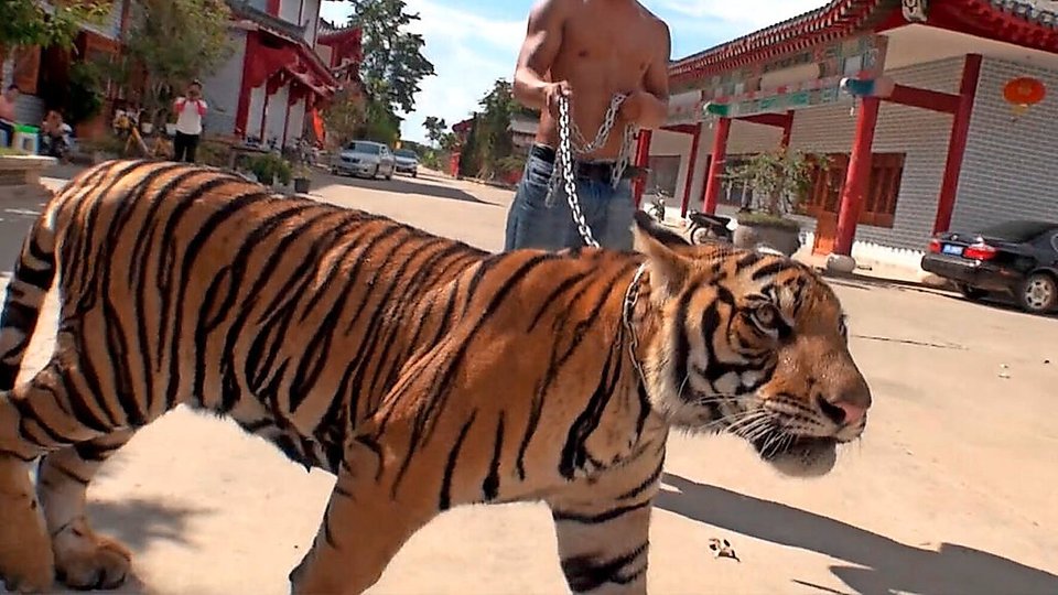 Tiger Mafia