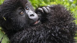 David Attenborough sieht die Intelligenz der Gorillas in ihren Augen gespiegelt.