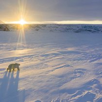 Ein Eisbär streift durch die Tundra der Arktis.