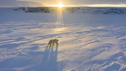 Ein Eisbär streift durch die Tundra der Arktis.