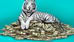 Aufstieg und Reichtum sind für Menschen wie Balram so selten wie ein weisser Tiger.