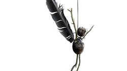 Kastanienmann