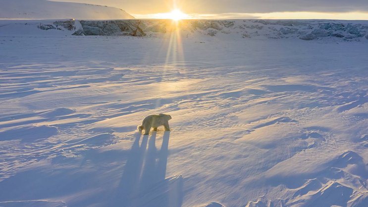 Ein Eisbär streift durch die Tundra der Arktis.