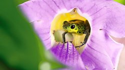 Wie im Märchen: So eine Orchidee ist ein formidables Versteck für einen Pfeilgiftfrosch.